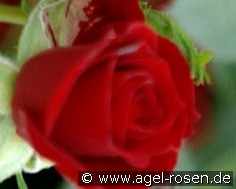 Roma kaufen, clicken für mehr Details Roma