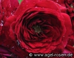 Roter Zwerg kaufen, clicken für mehr Details Roter Zwerg