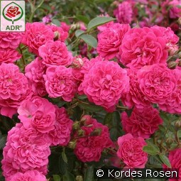 Roxy kaufen, clicken für mehr Details Roxy