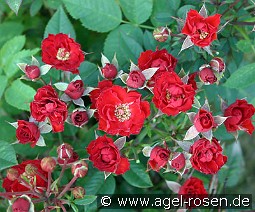 Scarletta kaufen, clicken für mehr Details Scarletta