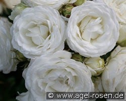 Schneeküsschen 2016 kaufen, clicken für mehr Details Schneeküsschen 2016