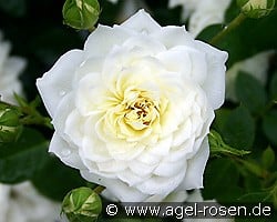 Snowcup kaufen, clicken für mehr Details Snowcup