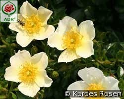 Sonnenröschen kaufen, clicken für mehr Details Sonnenröschen