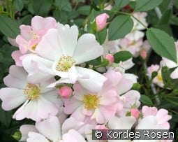 Sternenhimmel kaufen, clicken für mehr Details Sternenhimmel