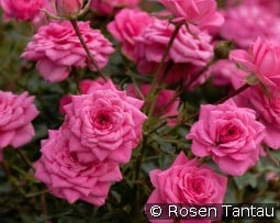 Sugar Baby kaufen, clicken für mehr Details Sugar Baby