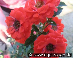 Top Patio Hit kaufen, clicken für mehr Details Top Patio Hit