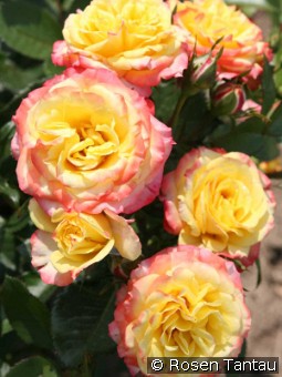 Tropical Clementine kaufen, clicken für mehr Details Tropical Clementine