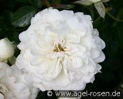 White Babyflor kaufen, clicken für mehr Details White Babyflor