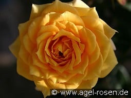 Yellow Clementine kaufen, clicken für mehr Details Yellow Clementine