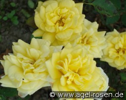 Yellow Meillandina kaufen, clicken für mehr Details Yellow Meillandina