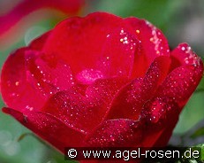 Zepeti kaufen, clicken für mehr Details Zepeti