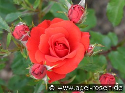 Zwergenfee 09 kaufen, clicken für mehr Details Zwergenfee 09