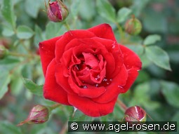 Zwergkönig 78 kaufen, clicken für mehr Details Zwergkönig 78