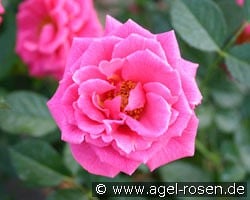 Zwergkönigin 82 kaufen, clicken für mehr Details Zwergkönigin 82