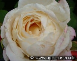 Cream Budd kaufen, clicken für mehr Details Cream Budd