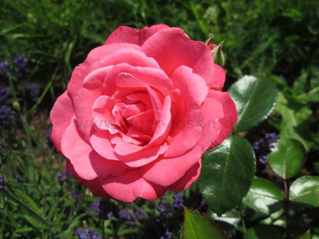 Роза белле романтика фото и описание