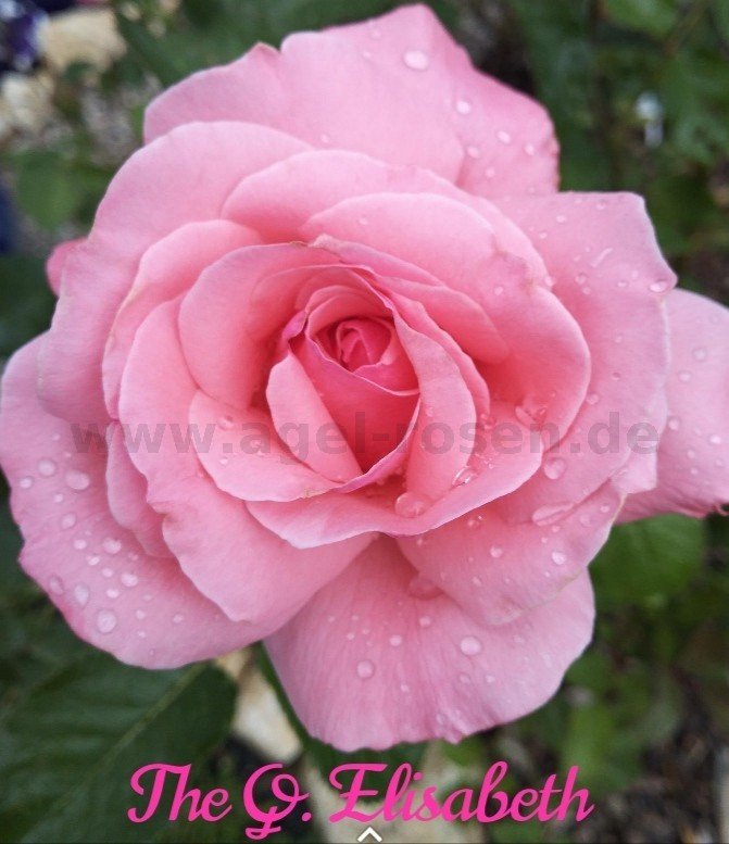 Buy The Queen Elizabeth Rose ® Floribunda Rose Agel Rosen