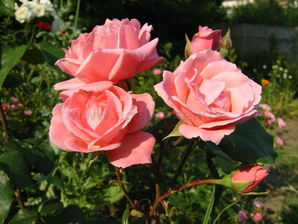 Buy rose Aachener Dom ® online at AGEL ROSEN » Tree Roses (~90cm ...